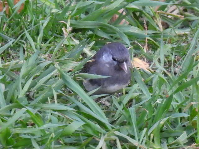 Dark-eyed Junco - ML643116724