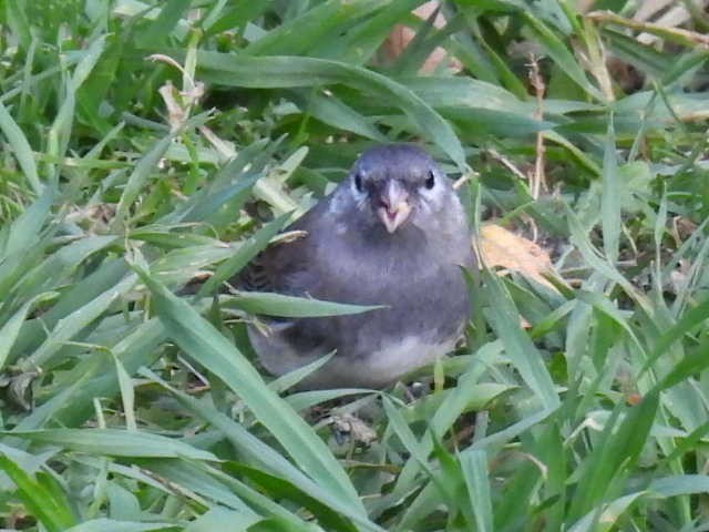 Dark-eyed Junco - ML643116725