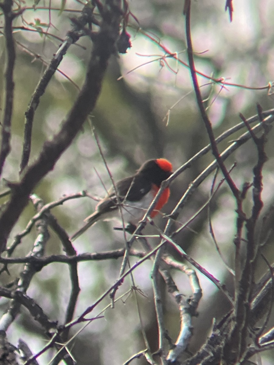 Red-capped Robin - ML643116728