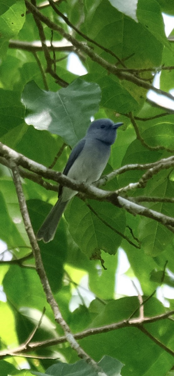 Pale-blue Monarch - ML643116730