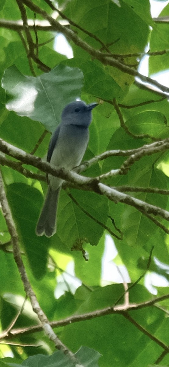 Pale-blue Monarch - ML643116731