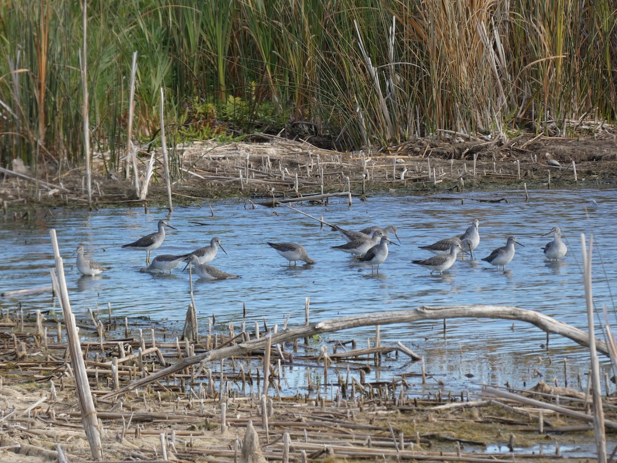 Greater Yellowlegs - ML643116732