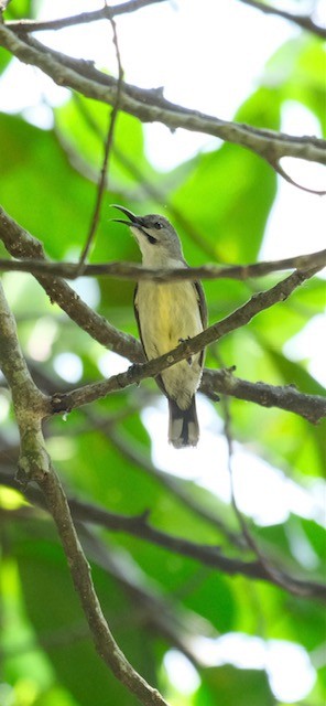 Black Sunbird - ML643116739