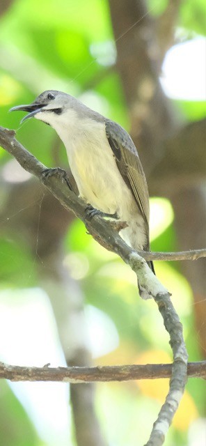 Black Sunbird - ML643116740