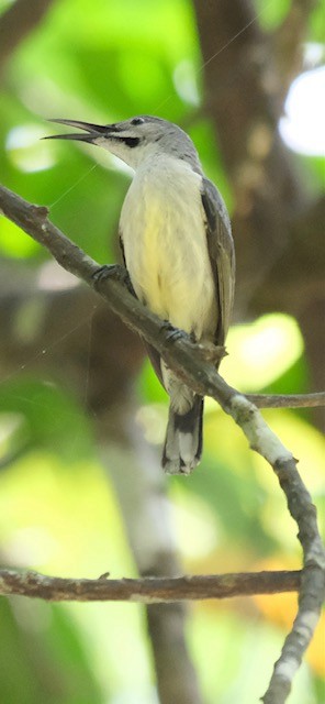Black Sunbird - ML643116741