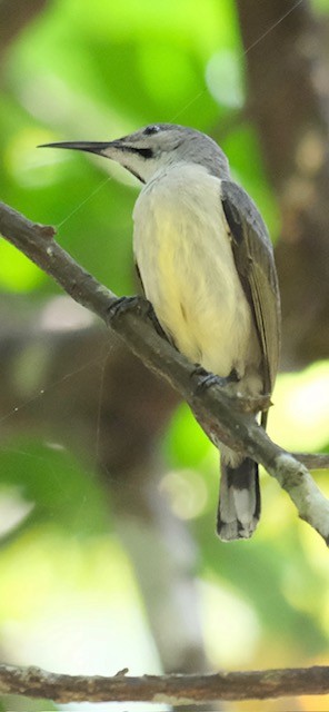 Black Sunbird - ML643116742