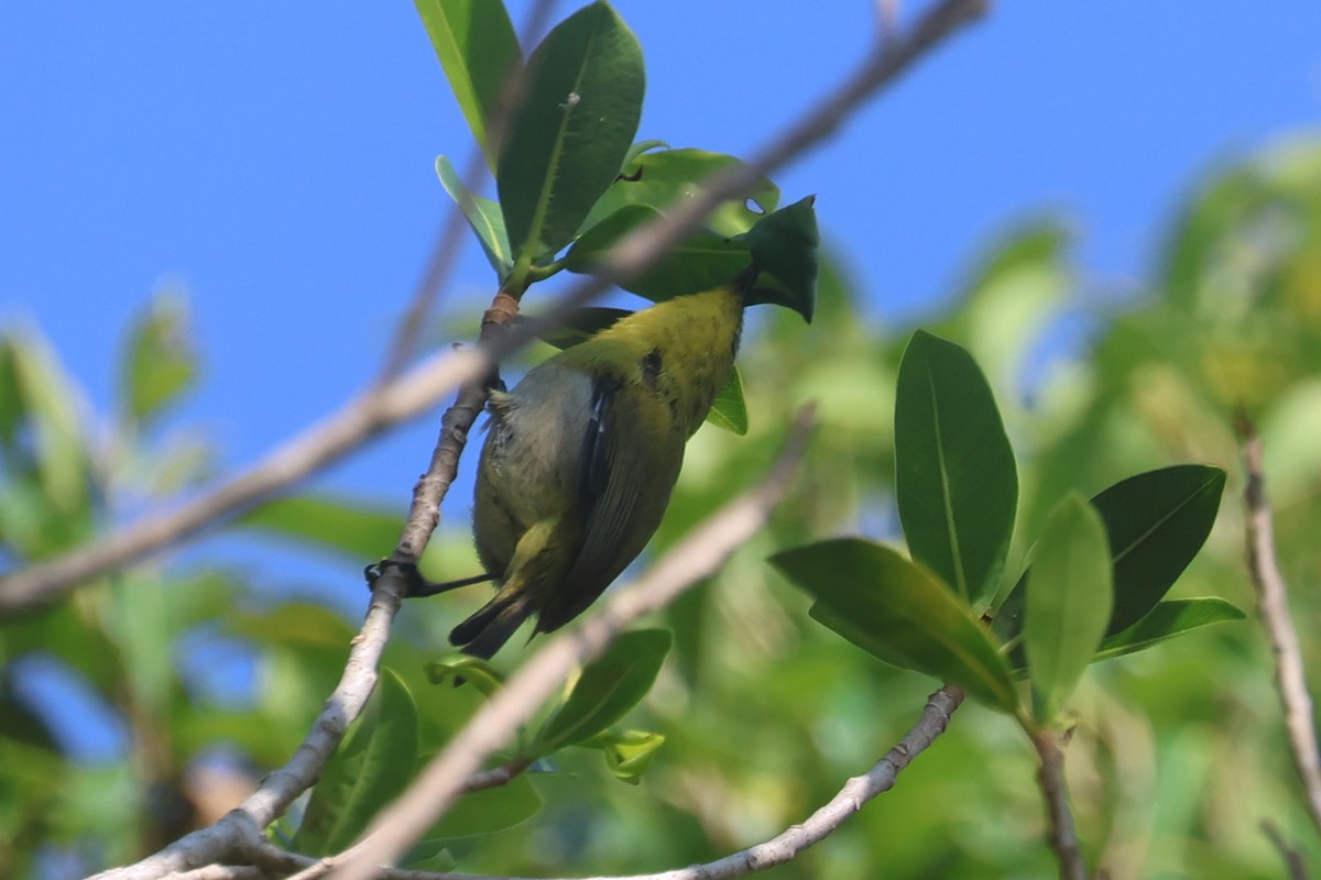 Small Lifou White-eye - ML643116743