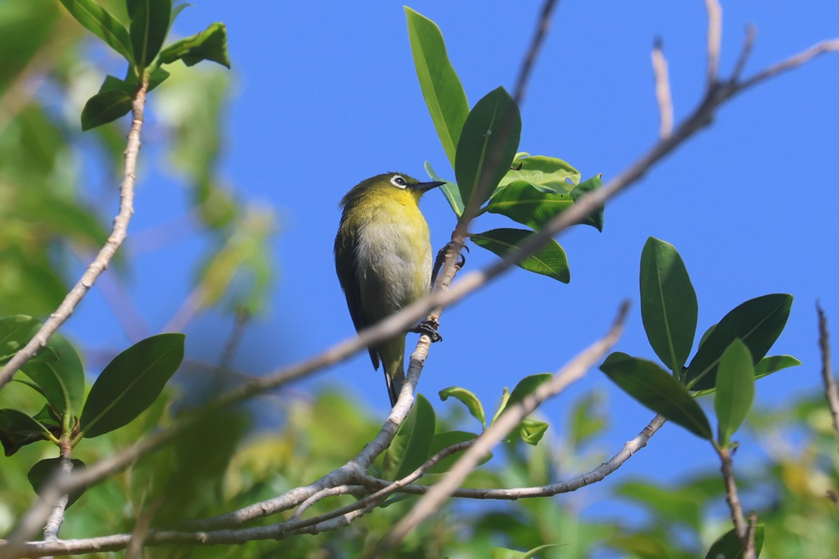 Small Lifou White-eye - ML643116744