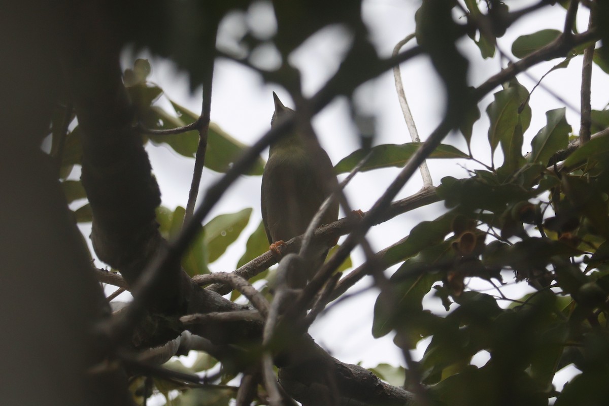 Large Lifou White-eye - ML643116747