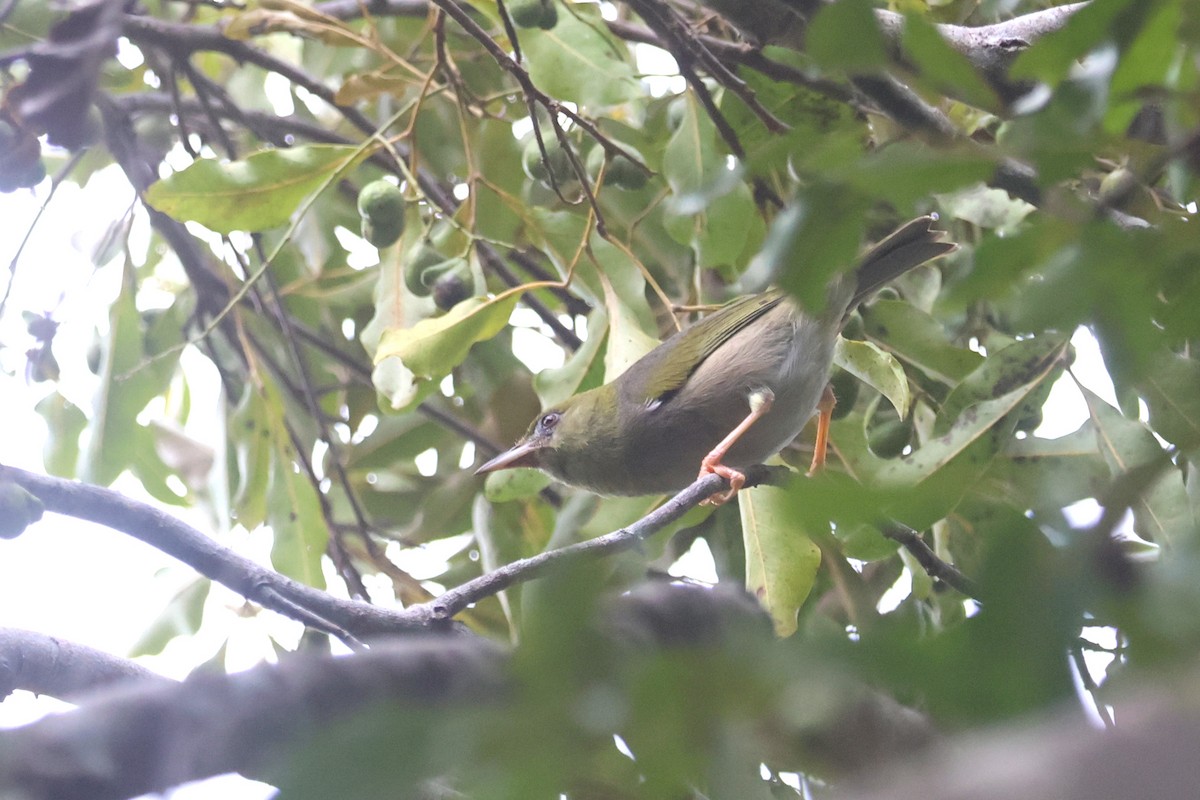 Large Lifou White-eye - ML643116748