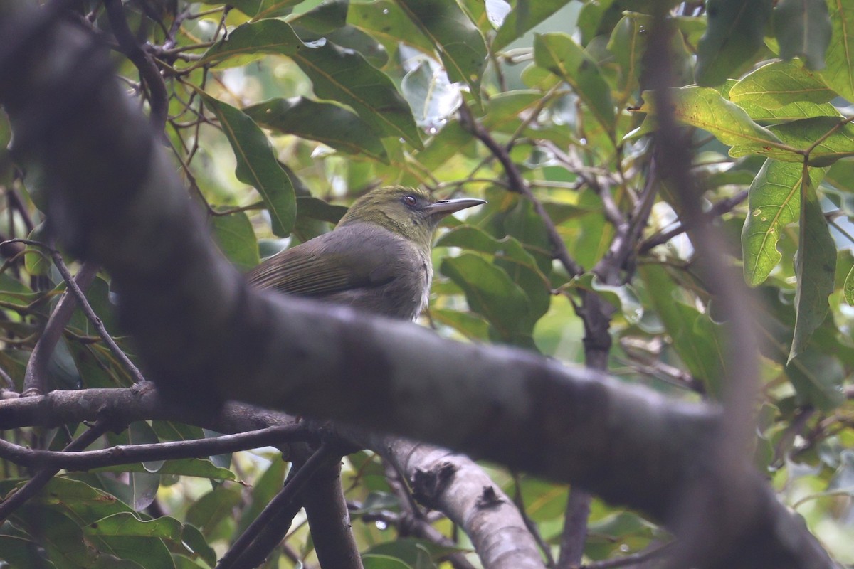 Large Lifou White-eye - ML643116749