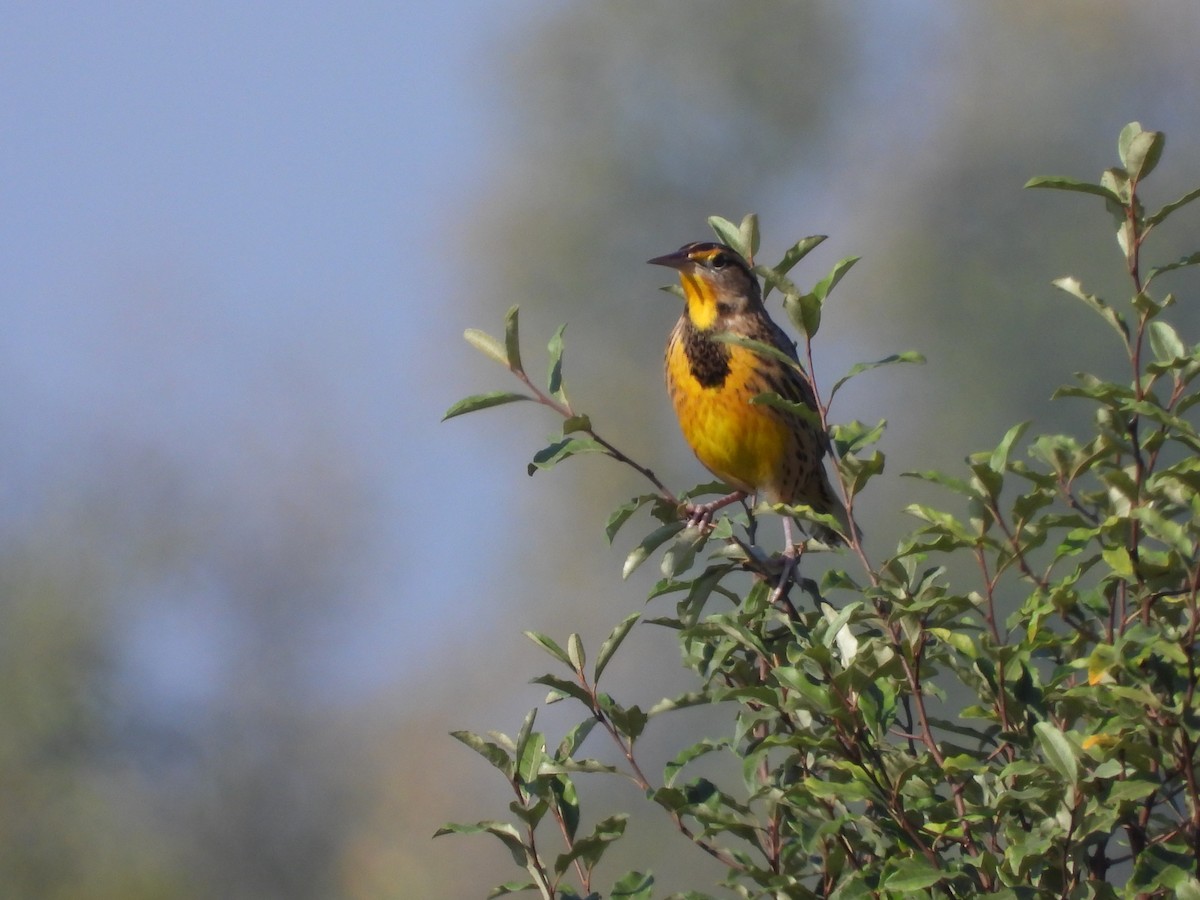 Eastern Meadowlark - ML643116750