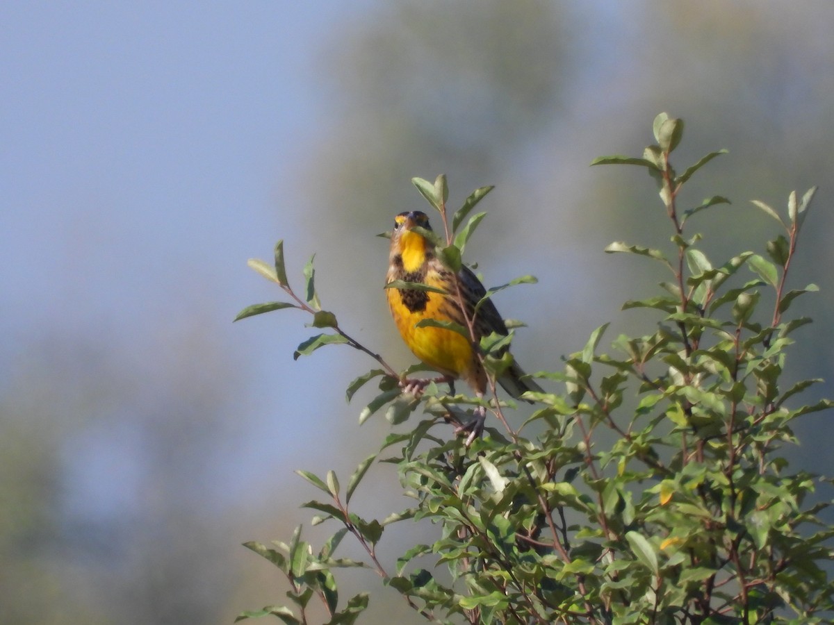 Eastern Meadowlark - ML643116751