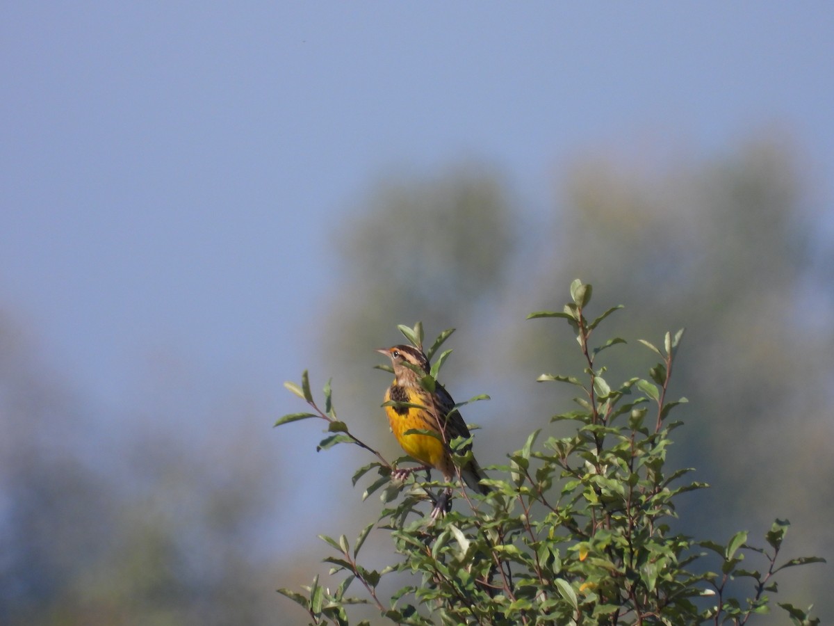 Eastern Meadowlark - ML643116752