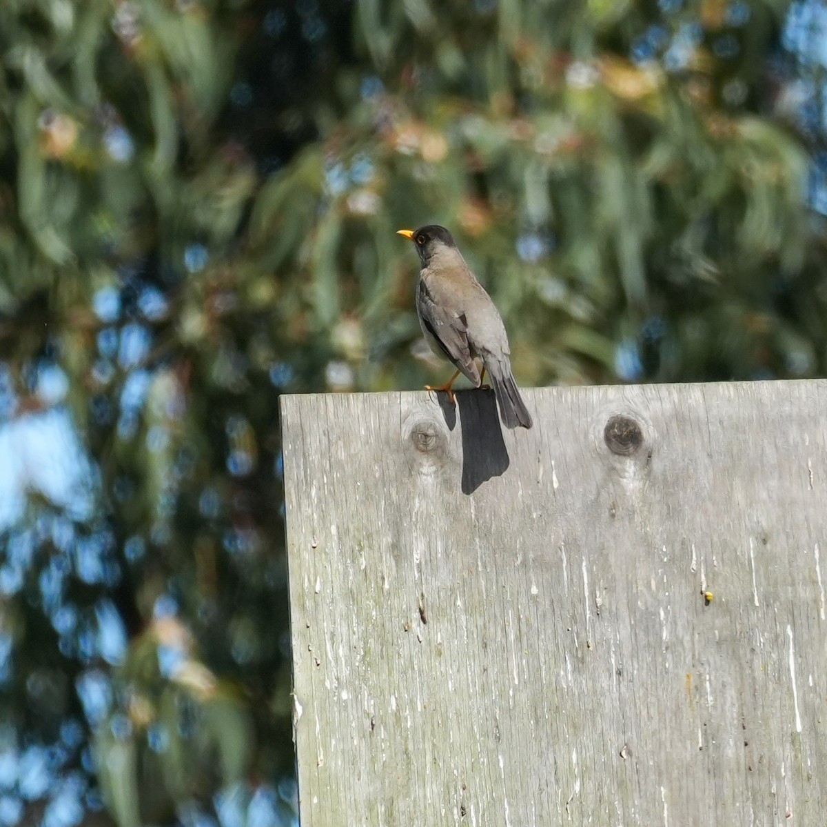 Austral Thrush - ML643116764