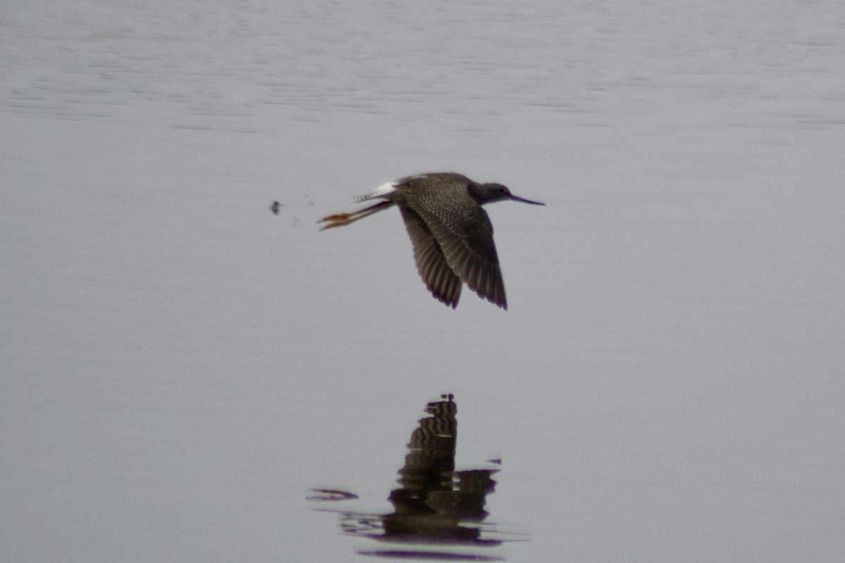 Greater Yellowlegs - ML643116796