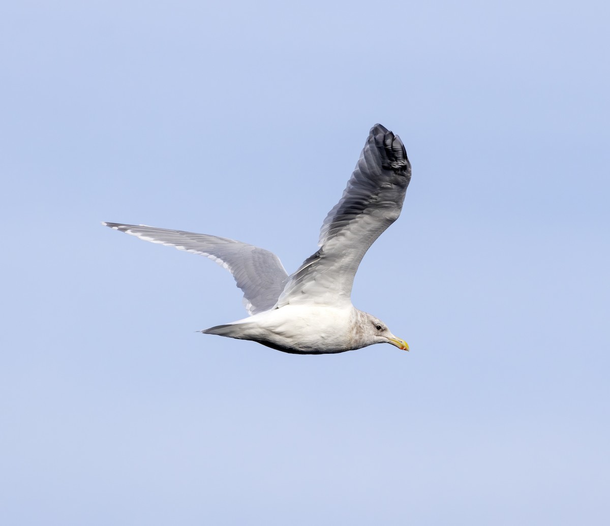 Glaucous-winged Gull - ML643116801