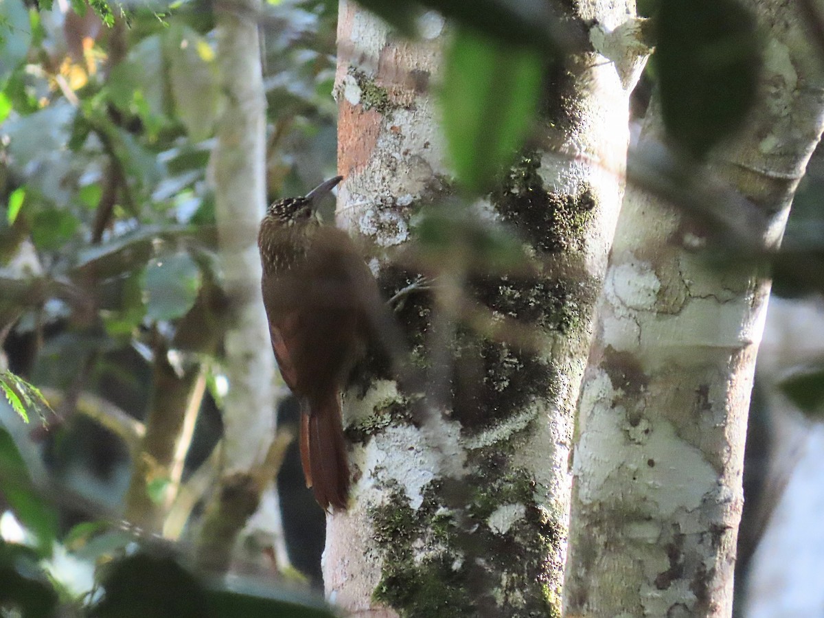 White-throated Woodcreeper - ML643116804
