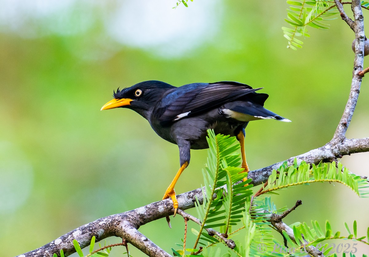 Javan Myna - ML643116835