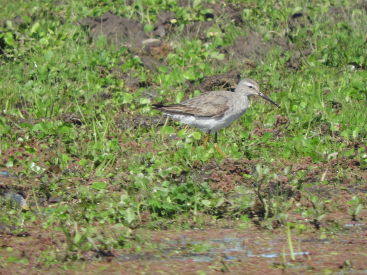 Stilt Sandpiper - ML643116836