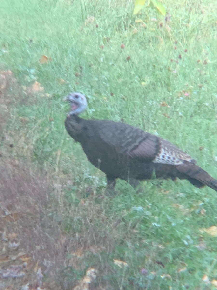 Wild Turkey - ML643116838