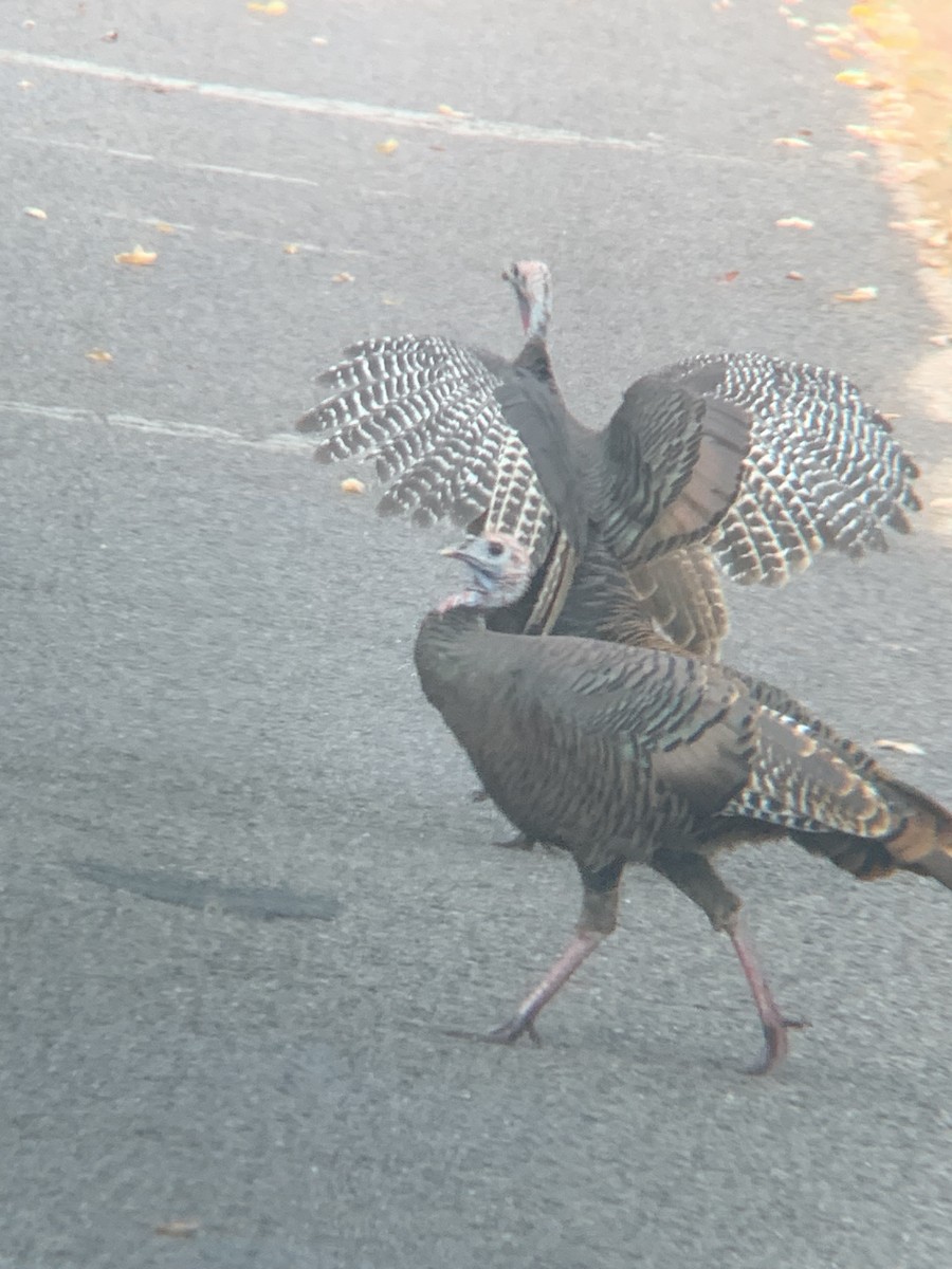 Wild Turkey - ML643116839