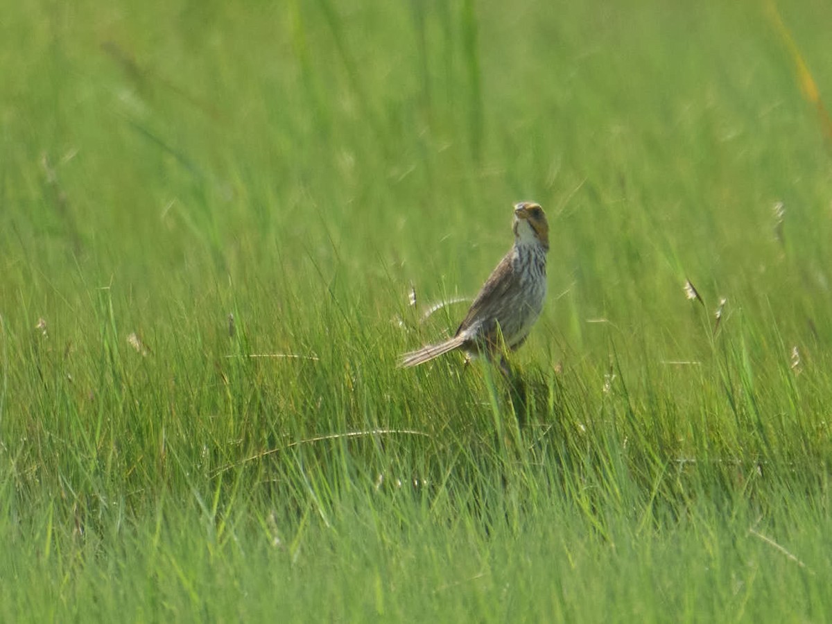 Saltmarsh Sparrow - ML643116840
