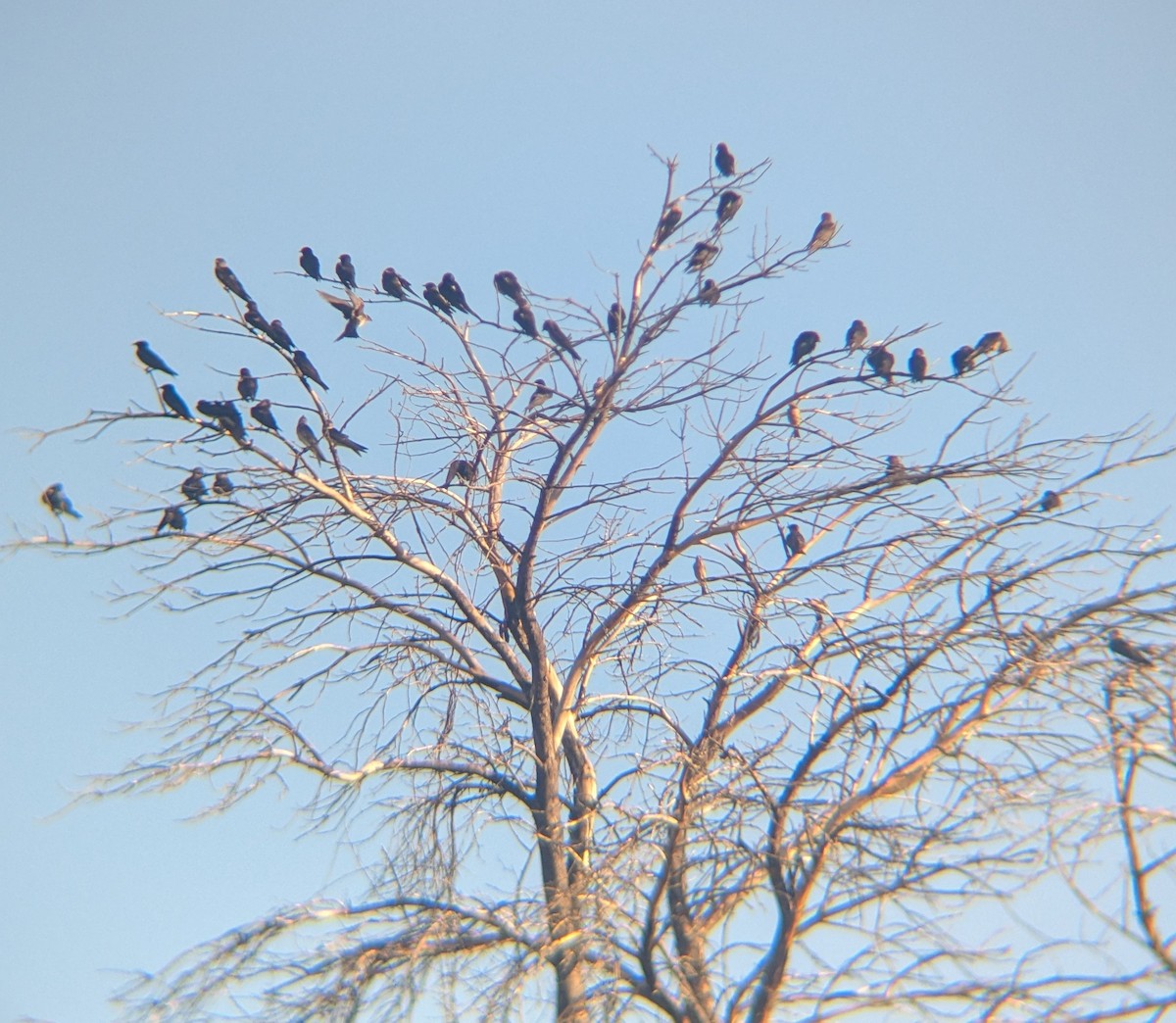 Purple Martin - ML643116841