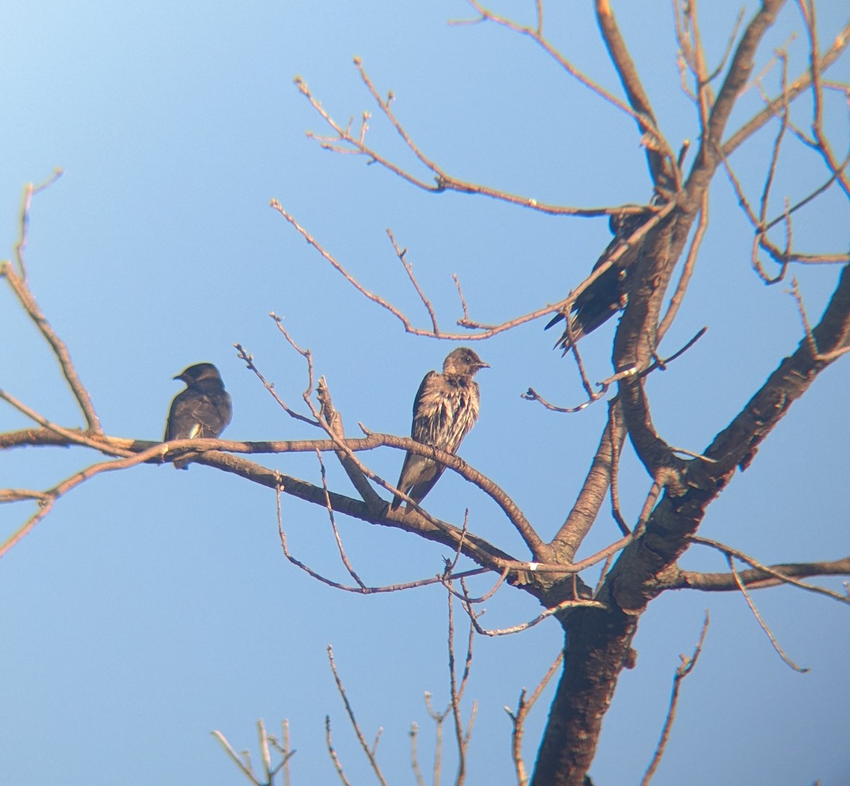 Purple Martin - ML643116842
