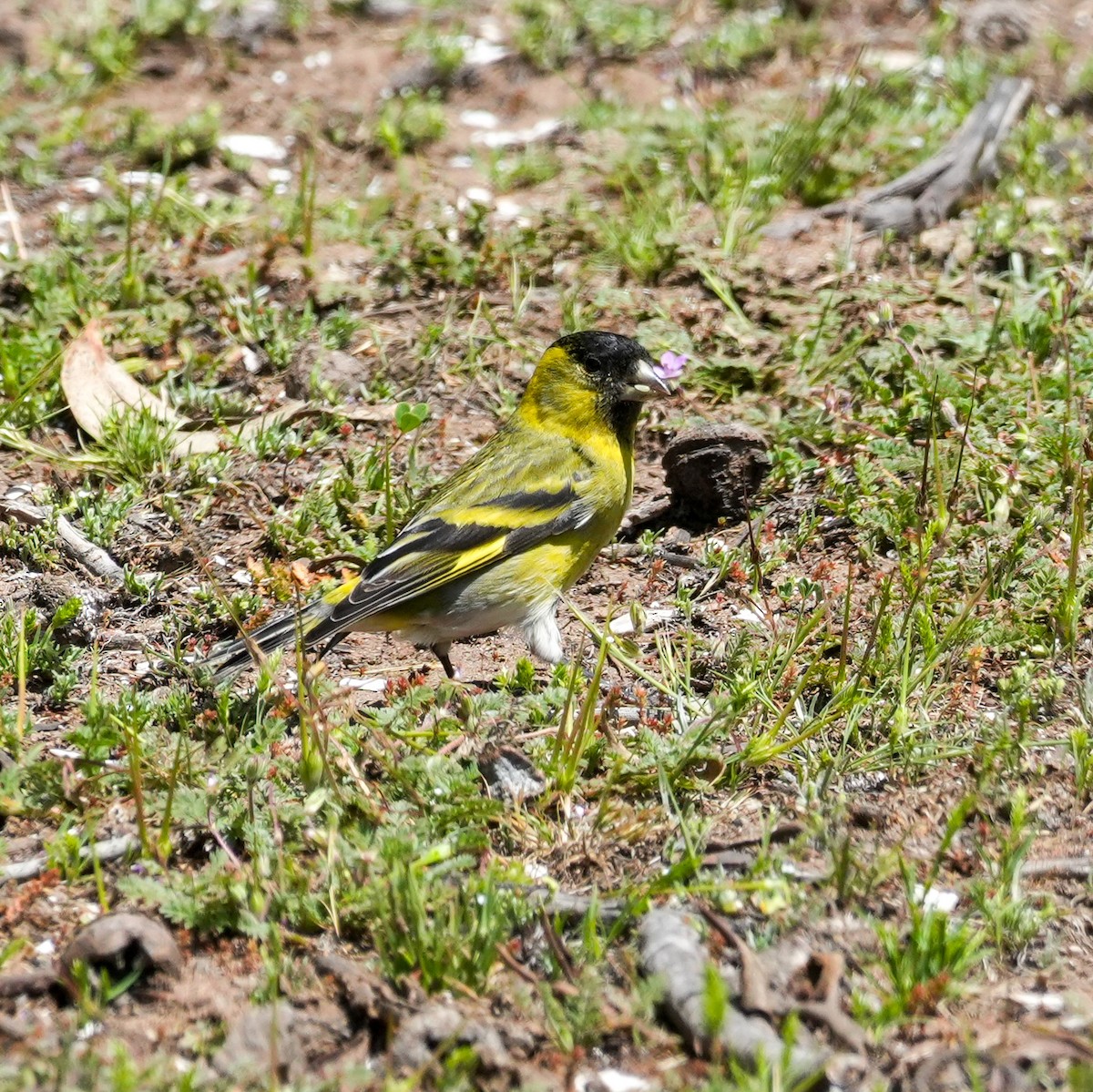 Black-chinned Siskin - ML643116843