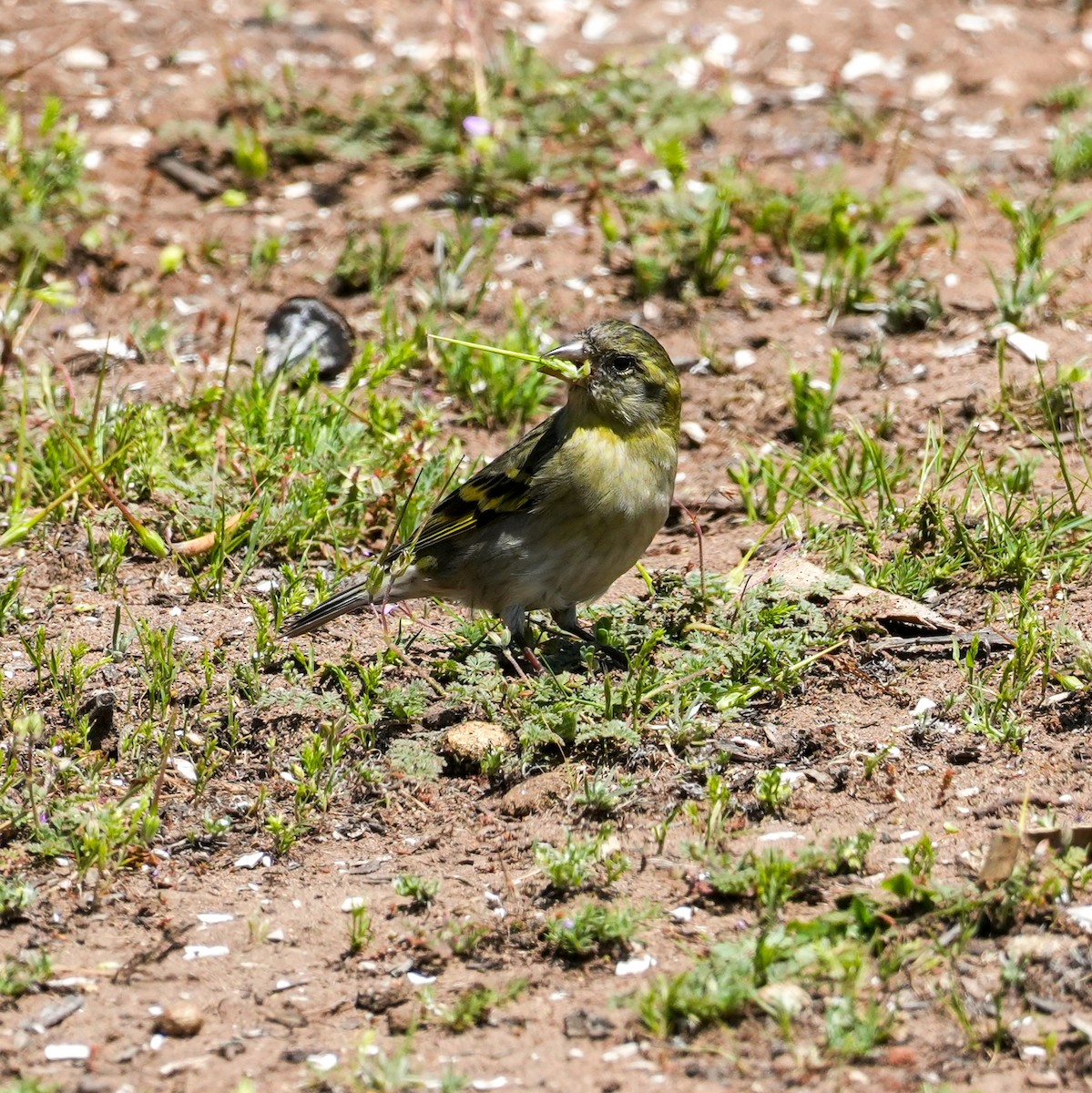 Black-chinned Siskin - ML643116844