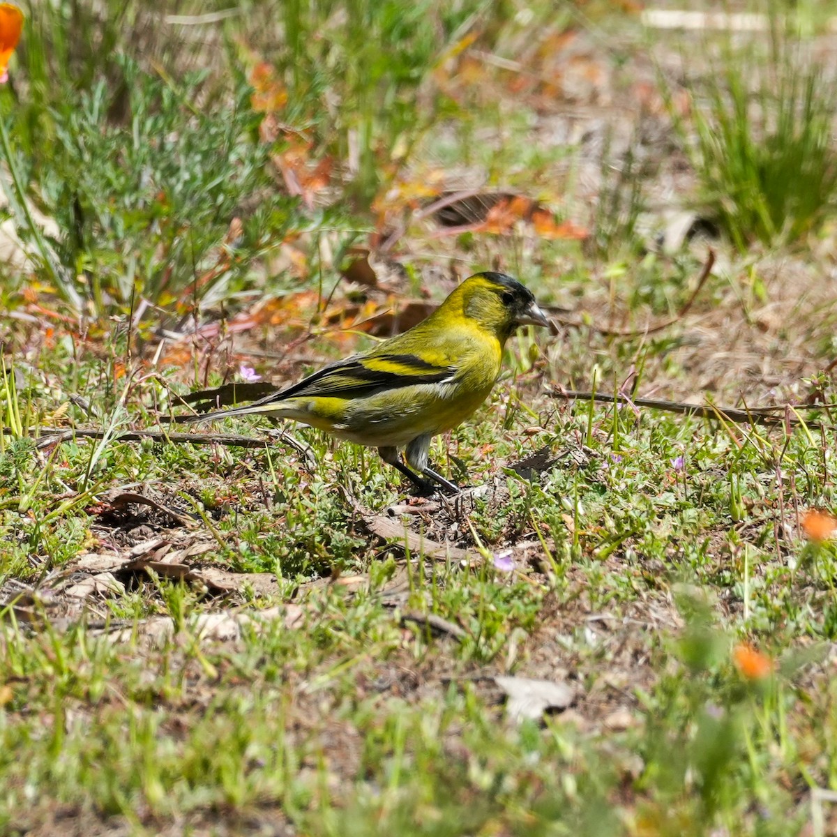 Black-chinned Siskin - ML643116845