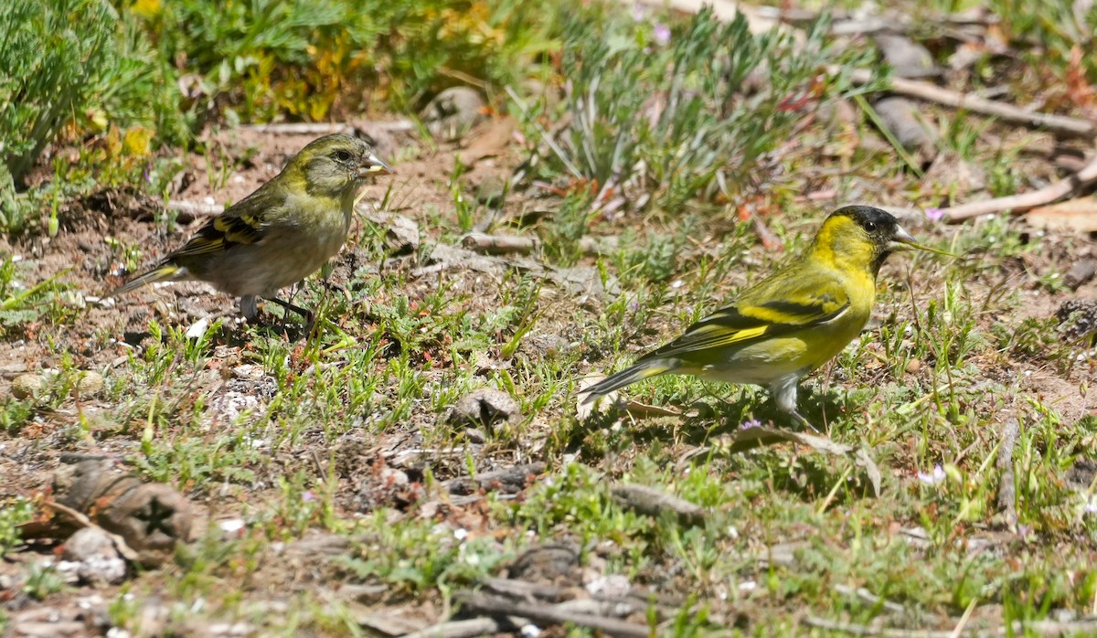 Black-chinned Siskin - ML643116846