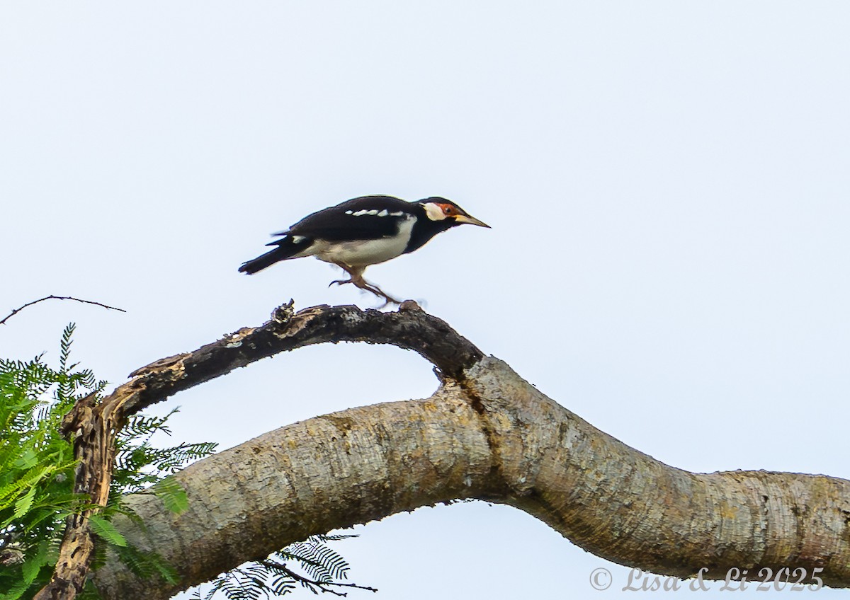 Javan Pied Starling - ML643116847