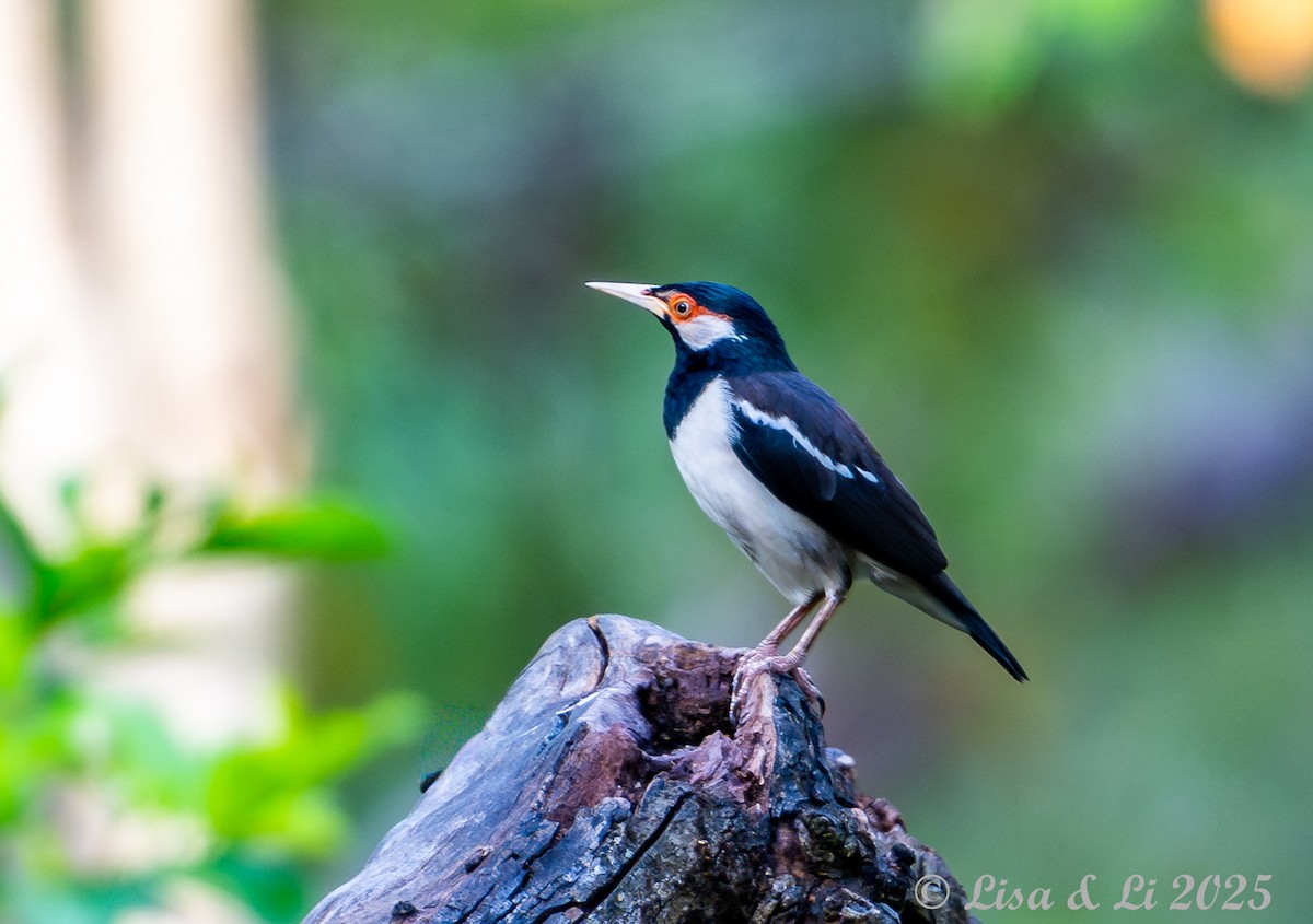 Javan Pied Starling - ML643116848