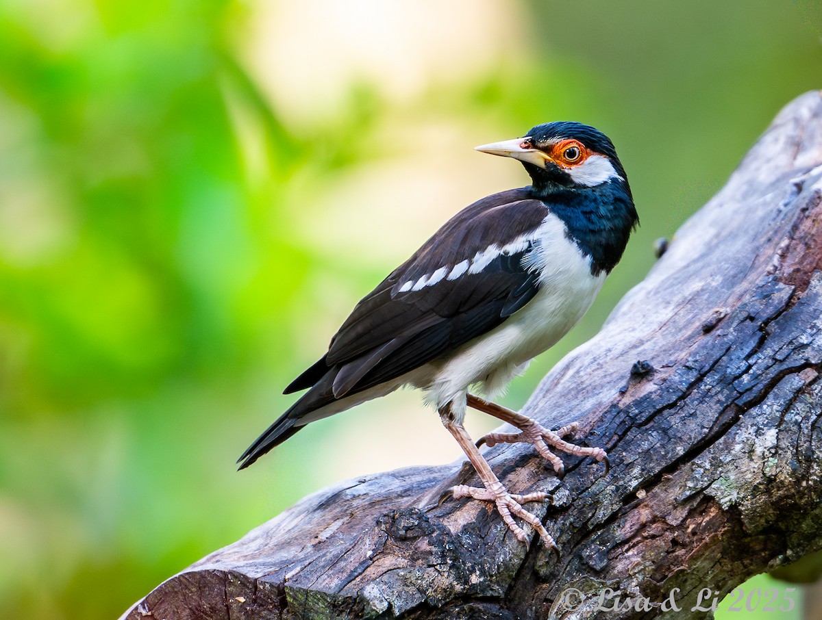 Javan Pied Starling - ML643116849