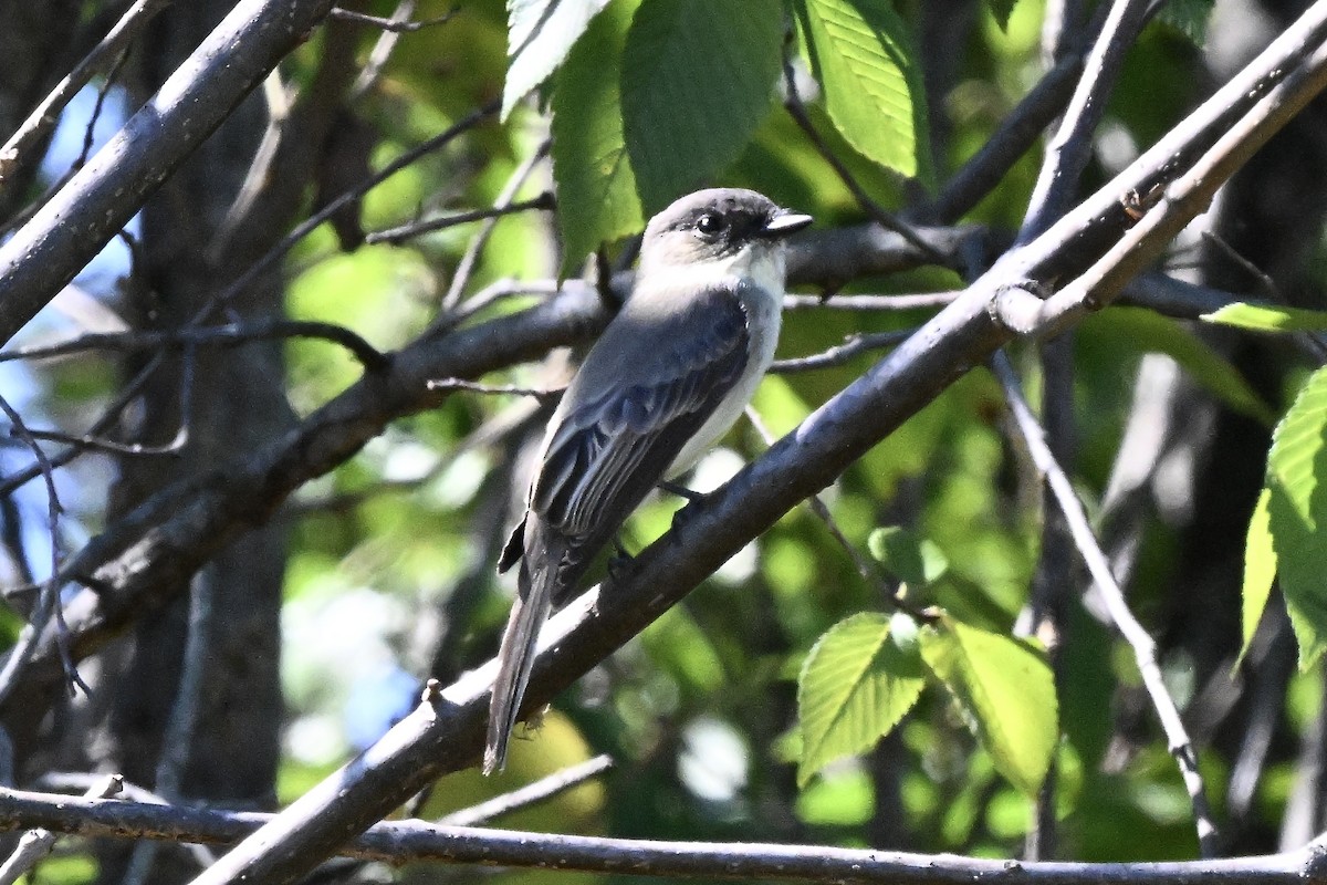 Eastern Phoebe - ML643116850