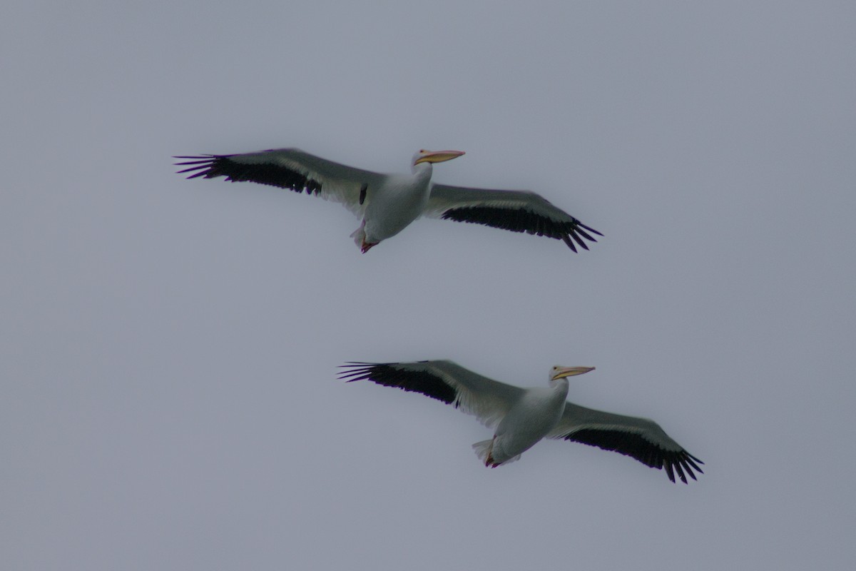 American White Pelican - ML643116851