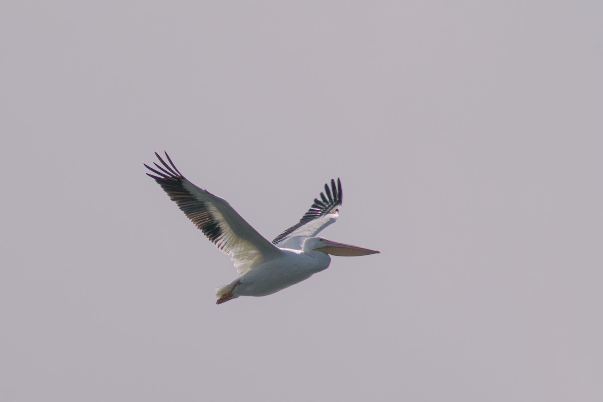 American White Pelican - ML643116852