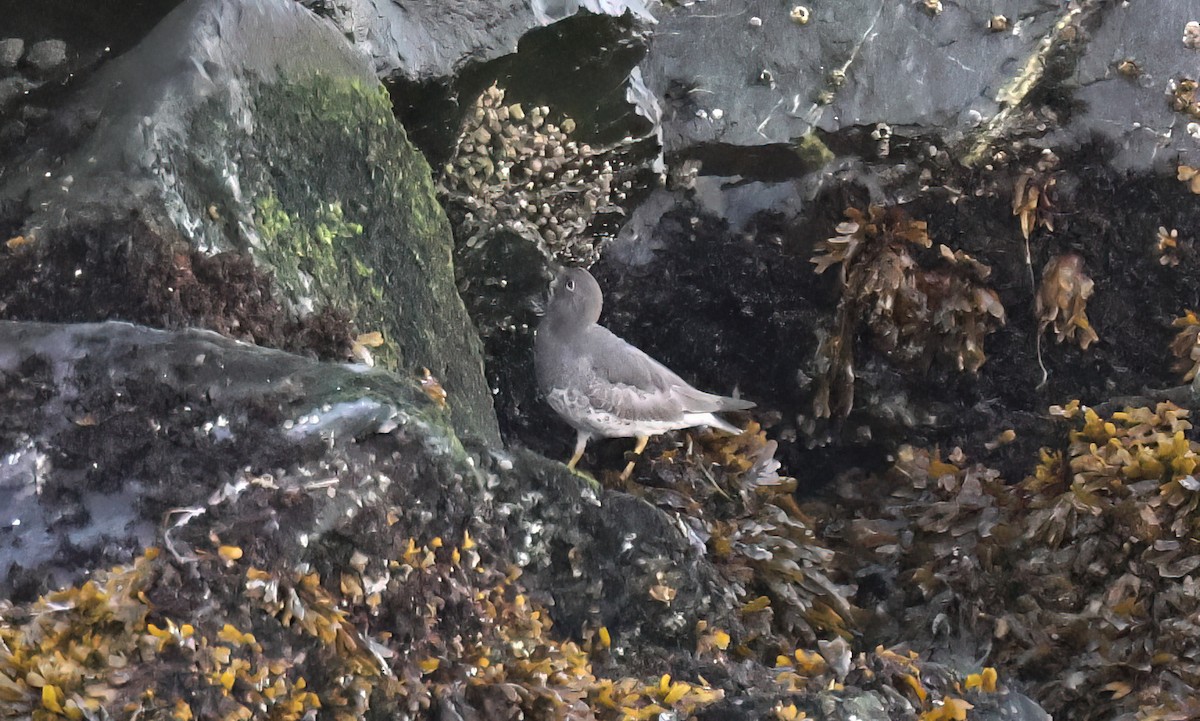 Surfbird - ML643116856