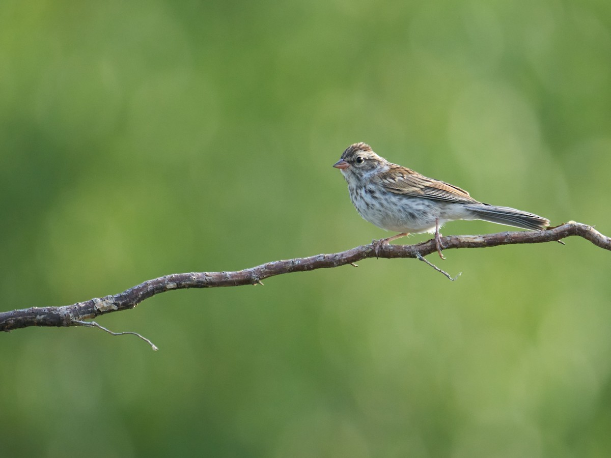 Chipping Sparrow - ML643116858