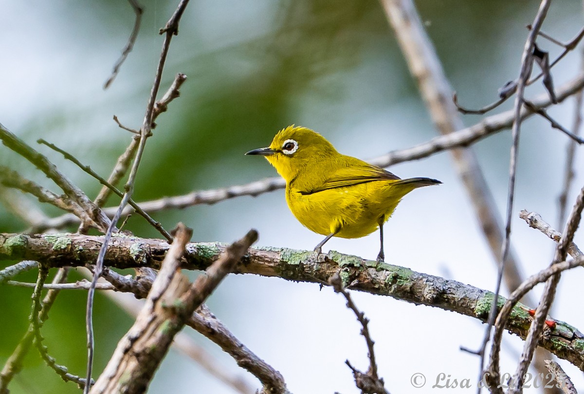 Lemon-bellied White-eye - ML643116865