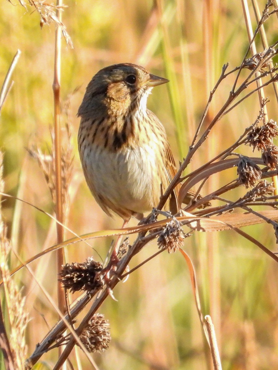 Lincoln's Sparrow - ML643116867