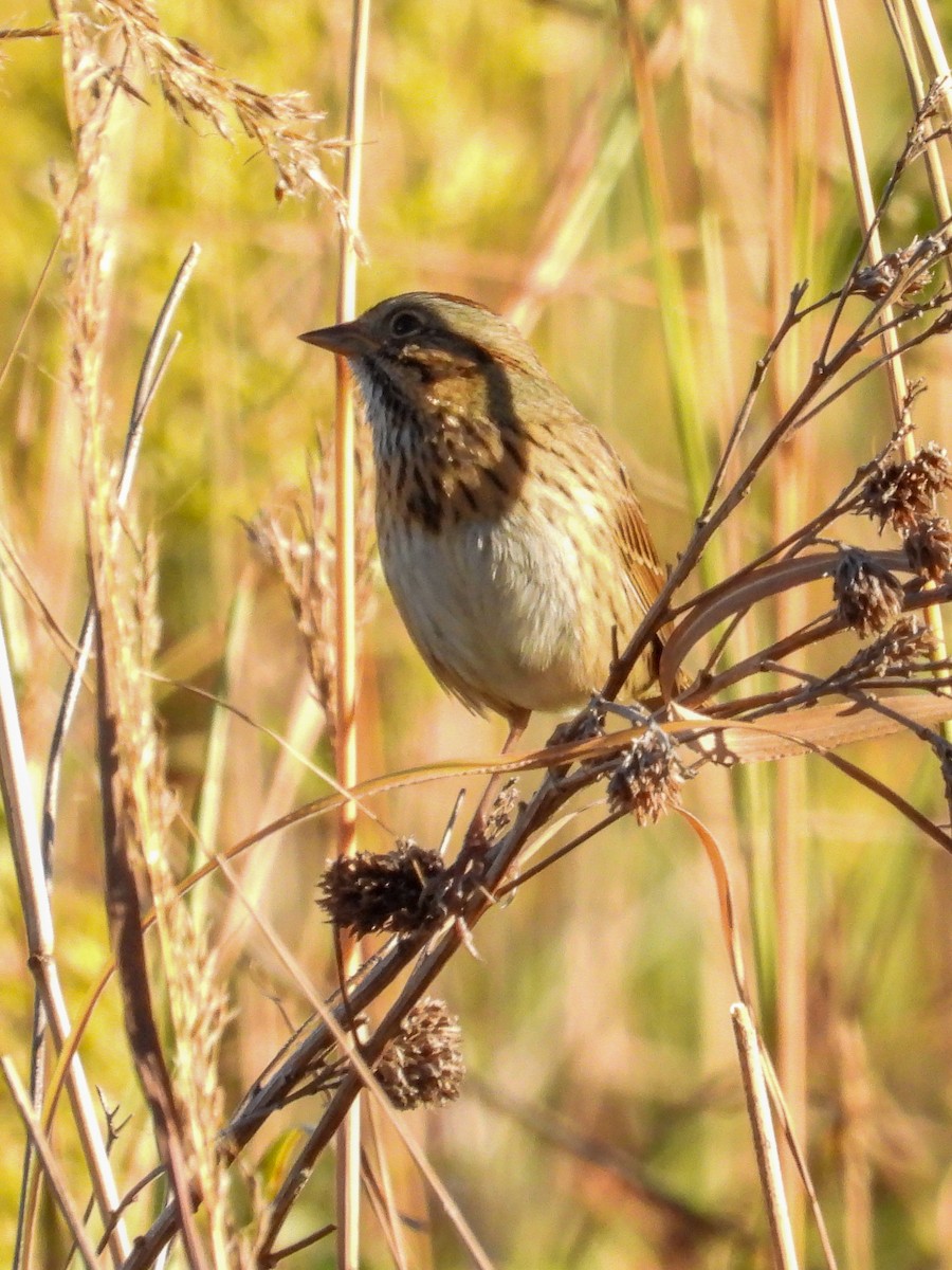 Lincoln's Sparrow - ML643116868