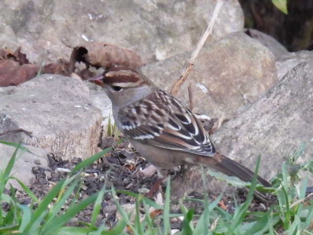 White-crowned Sparrow - ML643116869