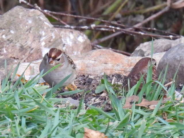 White-crowned Sparrow - ML643116870