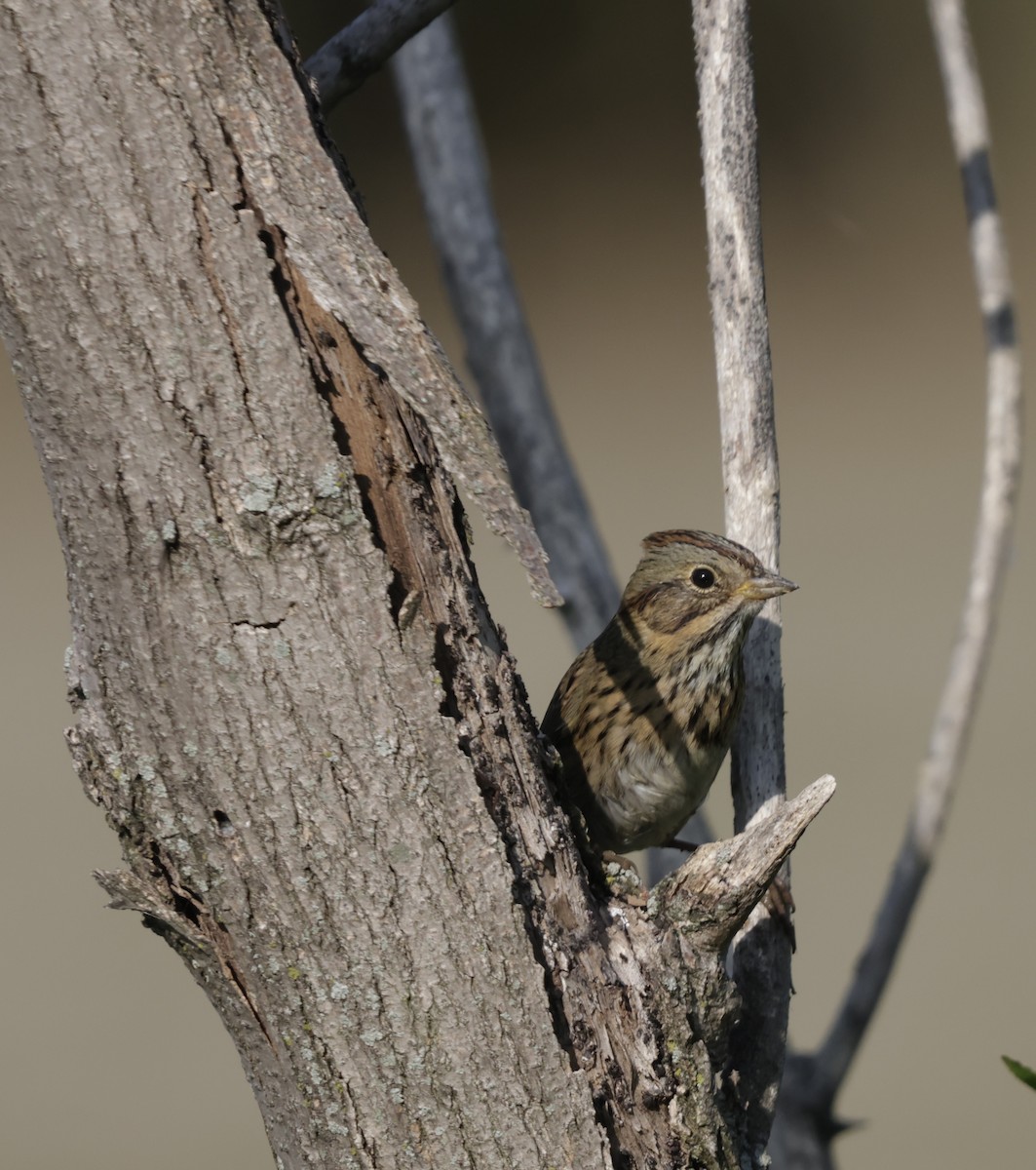 Lincoln's Sparrow - ML643116875