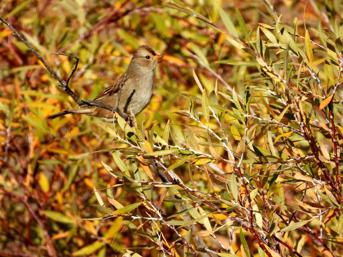 White-crowned Sparrow - ML643116876