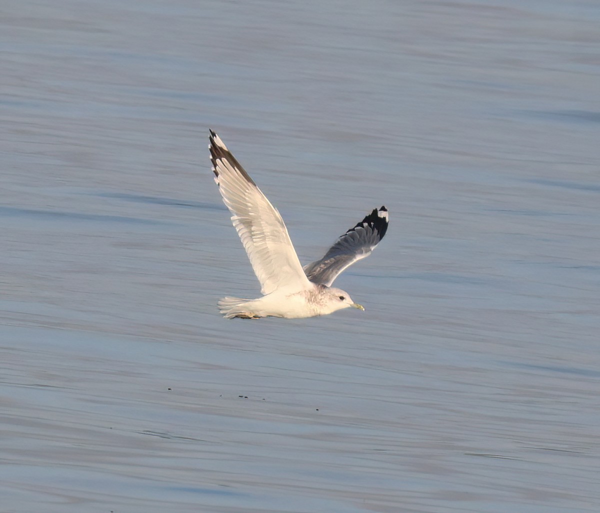 Short-billed Gull - ML643116877