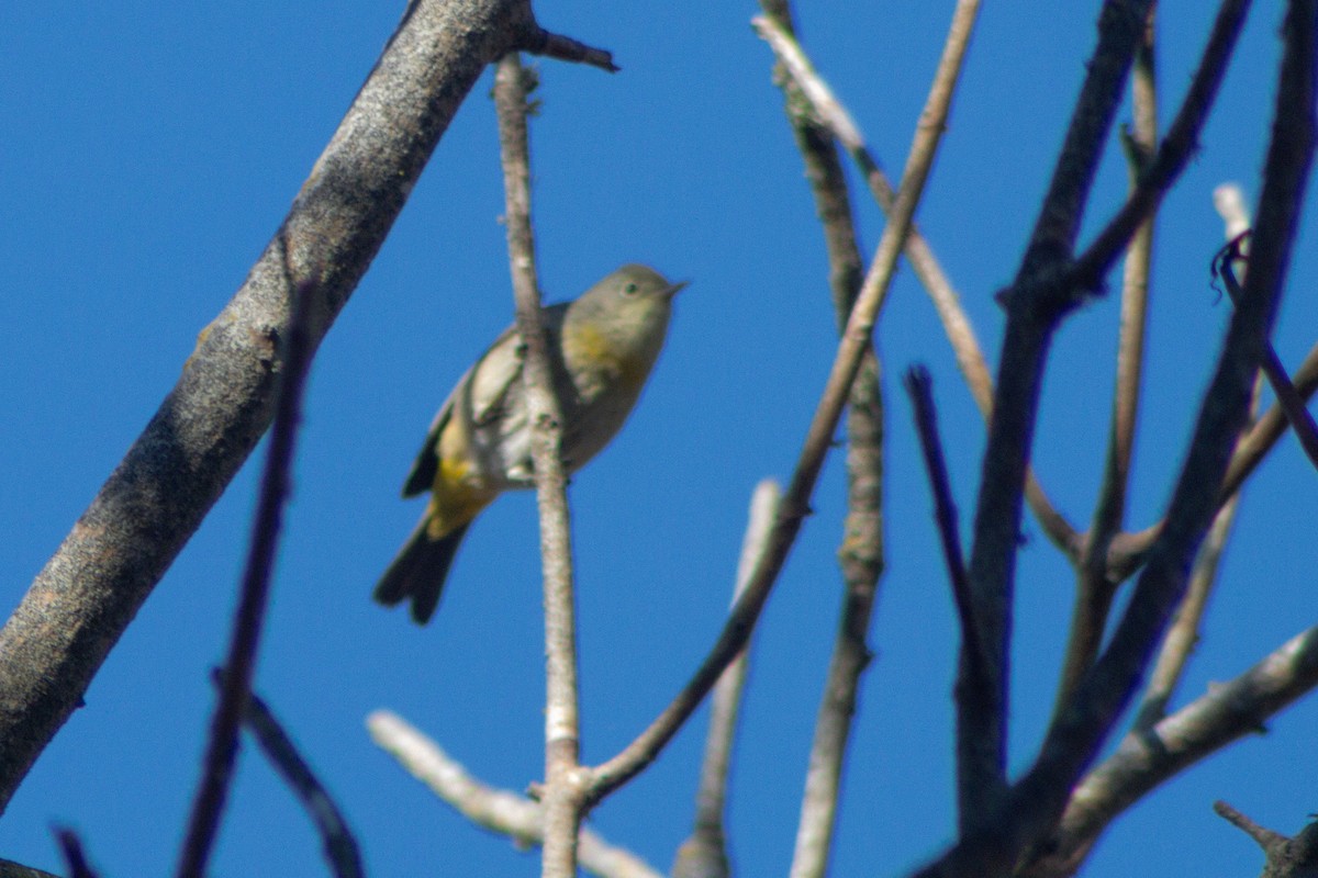 Virginia's Warbler - ML643116878